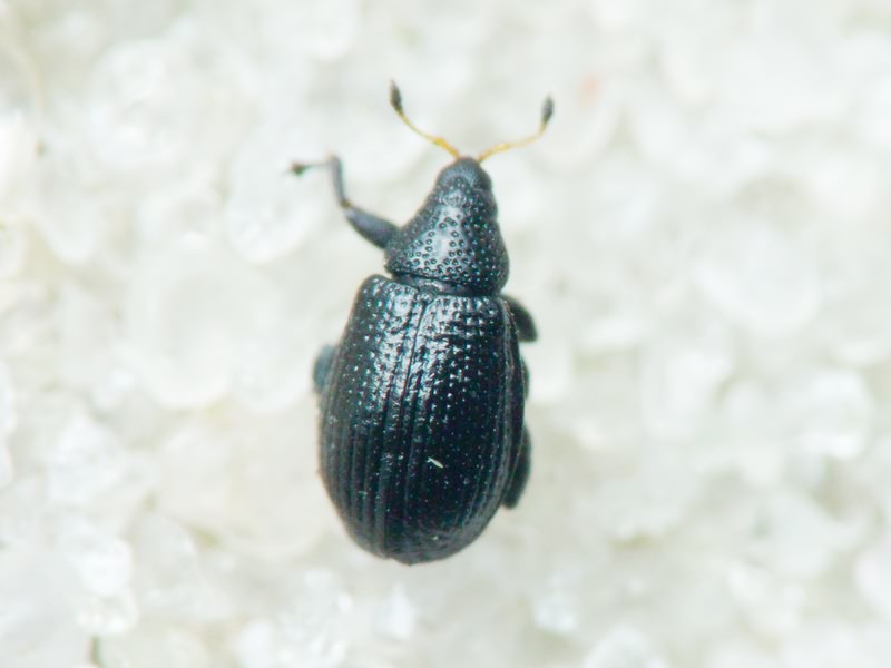 Rhamphus pulicarius (Herbst, 1795)